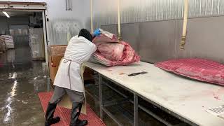 Giant bluefin tuna cutting 800 pounds [upl. by Alysia]