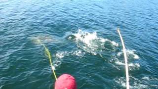 ★✰★ Harpooning 170 Lb Halibut Port Hardy  ★✰★ [upl. by Anayit]