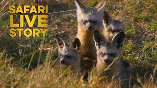 safariLIVE Story Bateared Foxes of the Mara [upl. by Nerahs729]