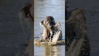 Hyena looking for a carcass in the water [upl. by Gwendolyn]