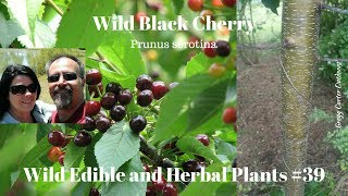 Wild Black Cherry prunus serotina [upl. by Nediarb968]