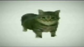 o ee aaa ee o ee aa ee  Spinning Cat Meme  1 Hour [upl. by Jarred]