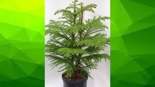 How to take care and repot of Araucaria  Christmas Tree [upl. by Duile278]