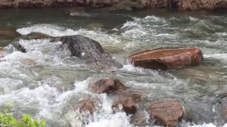 Huge Crocodile Navigates Aussie Rapids [upl. by Chuck]