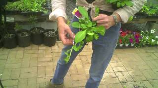 Rooting wave petunias with Lauren Quarltere [upl. by Tnek]