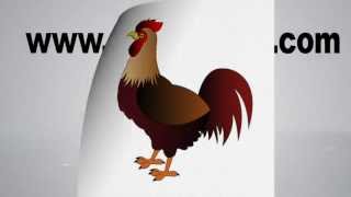 How to draw a CHICKEN or ROOSTER step by step [upl. by Atiner]