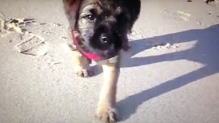 Border Terriers Run The Beach [upl. by Bal183]