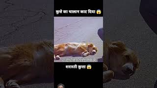 Kutte ne sharab Pi liya😱 dog amazingfacts factsinhindi humanity animals [upl. by Clo]