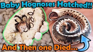 Our Baby Hognose Snakes Hatched [upl. by Orag]