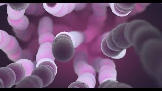 Streptococcus pneumonia [upl. by Sikras471]