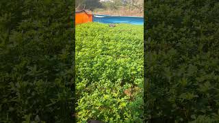 alfalfa alfalfa grasse shortvideo [upl. by Iow]