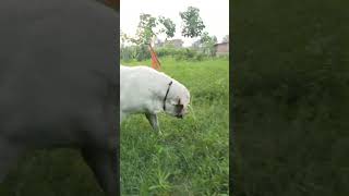 White labour dog Viral video Youtubeshort short video viral [upl. by Yattirb835]