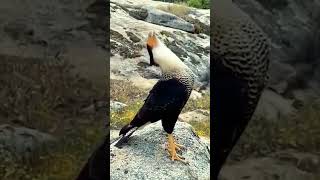 Burung Caracara Jambul  jagatburung duniaburung suaraburung burungliar burungberkicau [upl. by Akeihsat]