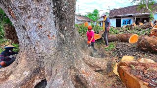 Giant Rain Tree [upl. by Anaidni]