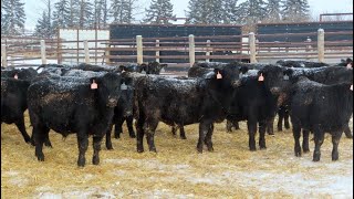 D amp N Livestock  790 February Weaned Steers  80 Head Peebles SK VBP [upl. by Anomer]