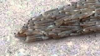 Fungus gnat larvae snake crossing the sidewalk [upl. by Atilrak]