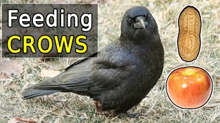 The Ultimate Guide to Feeding Crows in Your Backyard [upl. by Lonni]