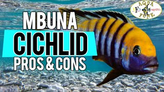 MBUNA CICHLIDS PROS amp CONS [upl. by Erihppas]