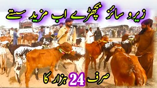 Zero Size Cholistani Sahiwal Claves Best Price In Pakistan  Bachra Farmin  Luddan Cattle Market [upl. by Tik821]