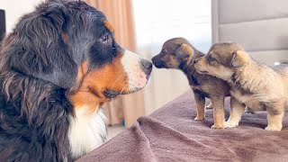 Bernese Mountain Dog Meets Puppies for the First Time [upl. by Youngman]