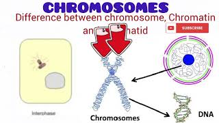 Chromosome [upl. by Vladimir]