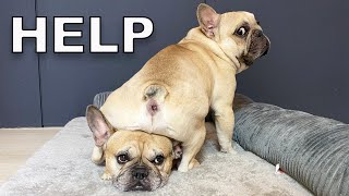 Things You CANT Have When You Own A French Bulldog [upl. by Neram]