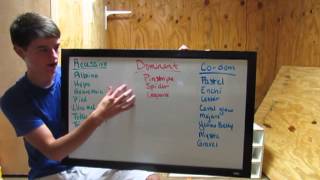 Ball Python Genetics 101  Episode 1  The Basics [upl. by Alenoel]