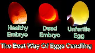 Egg candling  Egg candling from day 1 to 21  Candling chicken eggs  How to check egg is fertile [upl. by Allys566]