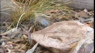 Australias venomous snakes part 23 [upl. by Wera]