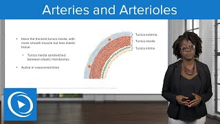 Arteries and Arterioles – Physiology  Lecturio Nursing [upl. by Lihka398]