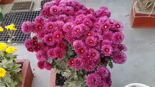 Chrysanthemum Plant Care  how to grow supper quality Chrysanthemum plant in a pot HomeGarden [upl. by Klotz]