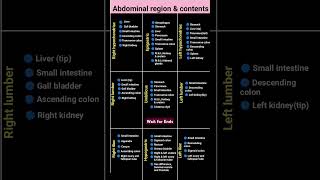 Abdominal region amp contents  Abdominal region  short shorrs trendingshorts anatomy [upl. by Tedra]