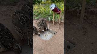 Easy Underground Quail Trap shorts [upl. by Erot3]