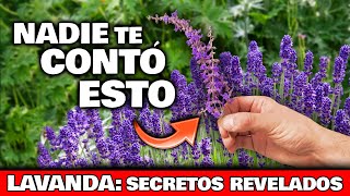 Que OCURRE si TIENES LAVANDA en tu CASA o JARDIN Te SORPRENDERÁ  Lavanda Propiedades y Cuidados [upl. by Lletnahc]