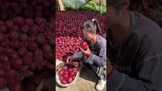 Viral girl trending apple fruitfruitcuttingThakornaynafrood Part 100 [upl. by Ximena]