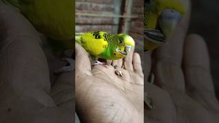 My Nice moment birds samsi shortvideo minivlog ptbirdlover528 [upl. by Ijneb394]