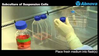 Subculture of Suspension Cells [upl. by Eirrej]