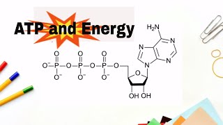 How do we get energy from ATP Adenosne Triphosphate [upl. by Lativa]