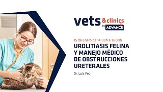 17ES Urolitiasis felina y manejo médico de obstrucciones ureterales Dr Luis Feo [upl. by Erot95]