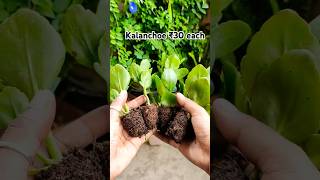 Seedlings of flowering plants ₹20₹30 each shorts winterflower youtubeshorts [upl. by Faxen]