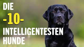 Die 10 INTELLIGENTESTEN Hunde  Welches ist der klügste Hund  Tierwelt [upl. by Katusha93]