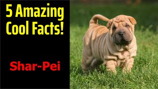 5 Fascinating Facts About SharPei [upl. by Artamas]