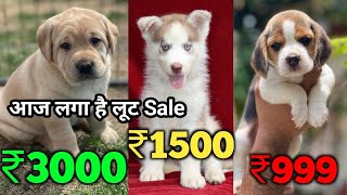 real dog market video full dhamaka offer  beagle husky labrador shihtzu all India delivery [upl. by Ihskaneem786]