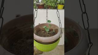 Hanging basket plant nastracium flower plantsplantsbagwani Kumud vlogs [upl. by Annasus]