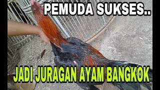 BERKUNJUNG KE PETERNAKAN AYAM BANGKOK MILIK MAS SUGENG DESA KASO KECAMATAN COMAL [upl. by Gerrald957]