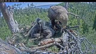 Mom protects the nest  Whitetailed eagles nest  May 23 2024 [upl. by Oona]