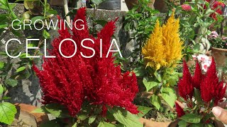 Celosia Flower  Celosia cockscomb Plant Care [upl. by Amsirp]