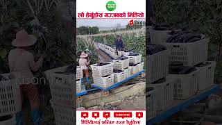 Hamro gau ko rail agriculture machinery amazingfacts [upl. by Kelsey]