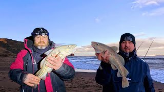 Sea Fishing For Winter Cod At Saltwick Bay In Whitby [upl. by Mirabel]