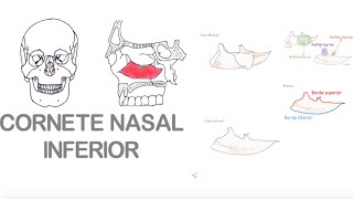 Cornete Nasal Inferior [upl. by Goldston]